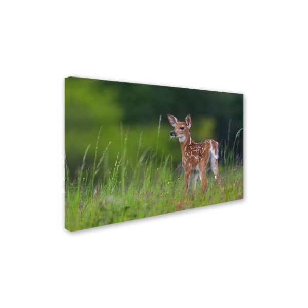 Trademark Fine Art Nick Kalathas 'Spring Fawn' Canvas Art, 16x24 - 1X02763-C1624GG