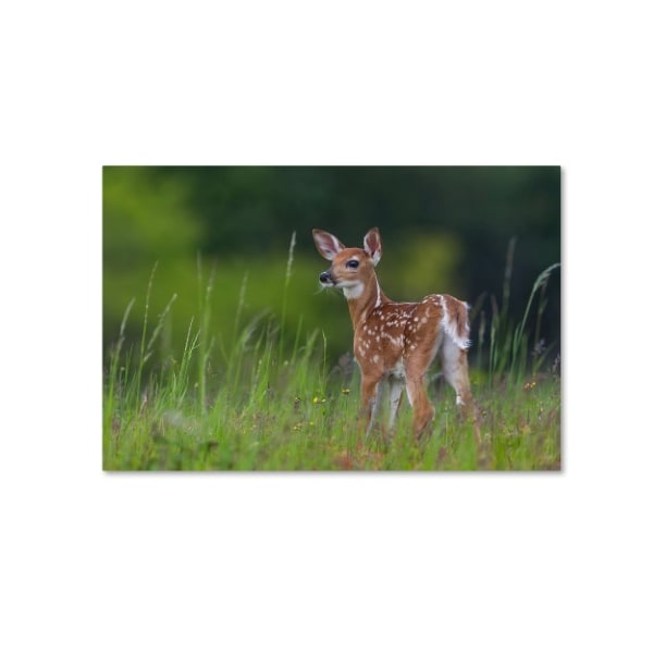 Trademark Fine Art Nick Kalathas 'Spring Fawn' Canvas Art, 16x24 - 1X02763-C1624GG