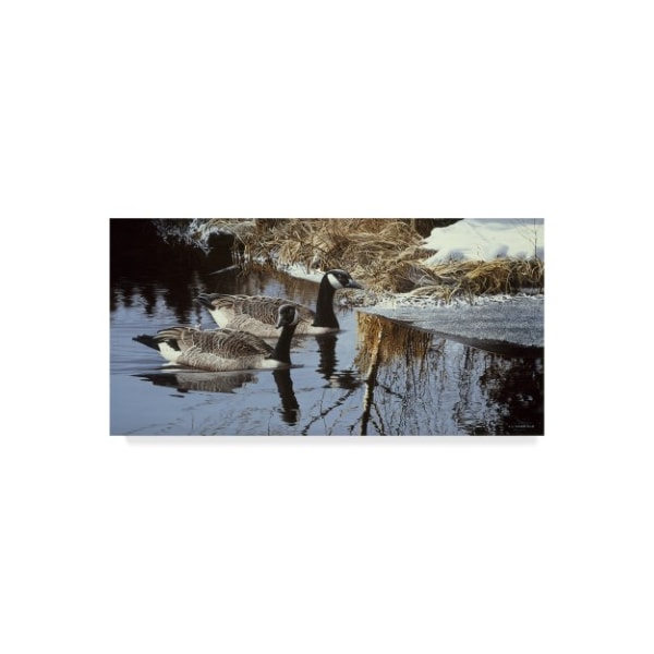Trademark Fine Art Ron Parker 'Spring Arrivals Canada Geese' Canvas Art, 16x32 - ALI32341-C1632GG