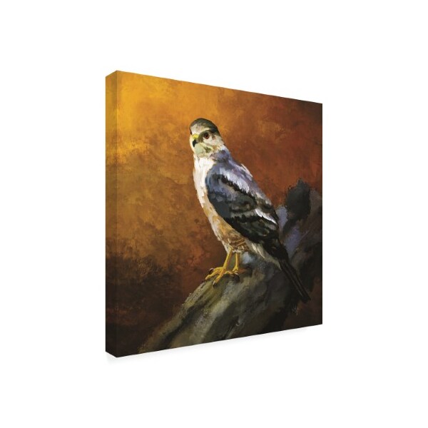 Trademark Fine Art Lois Bryan 'Coopers Hawk' Canvas Art, 35x35 - LBR00409-C3535GG