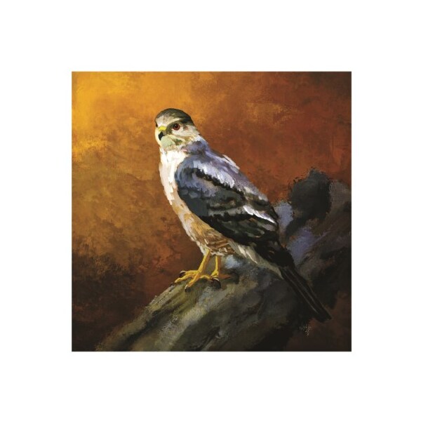 Trademark Fine Art Lois Bryan 'Coopers Hawk' Canvas Art, 35x35 - LBR00409-C3535GG