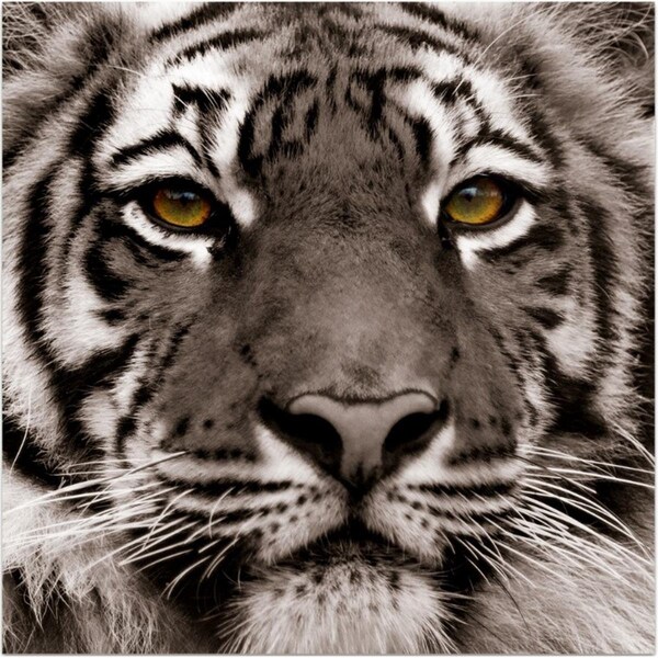 Wall-To-Wall Vetro De Arte Eye of the Tiger - WA288713