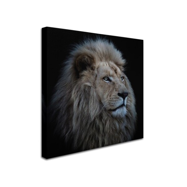 Trademark Fine Art Louise Wolbers 'Proud Lion' Canvas Art, 14x14 - 1X00501-C1414GG