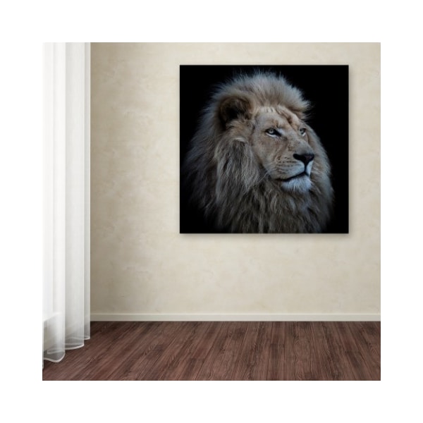 Trademark Fine Art Louise Wolbers 'Proud Lion' Canvas Art, 14x14 - 1X00501-C1414GG