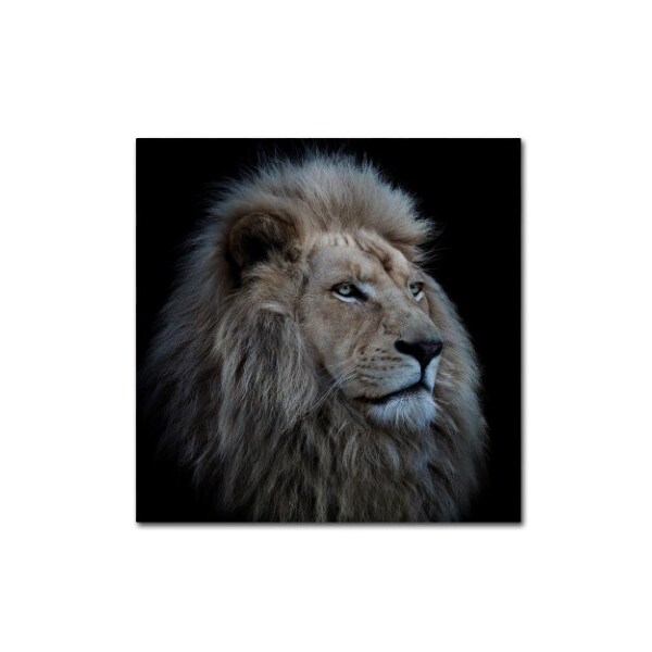 Trademark Fine Art Louise Wolbers 'Proud Lion' Canvas Art, 14x14 - 1X00501-C1414GG
