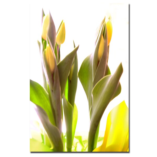 Trademark Fine Art Martha Guerra 'Tulips VIII' Canvas Art, 16x24 - MG0131-C1624GG