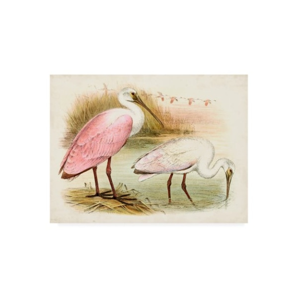 Trademark Fine Art Unknown 'Roseate Spoonbills I' Canvas Art, 35x47 - WAG16469-C3547GG