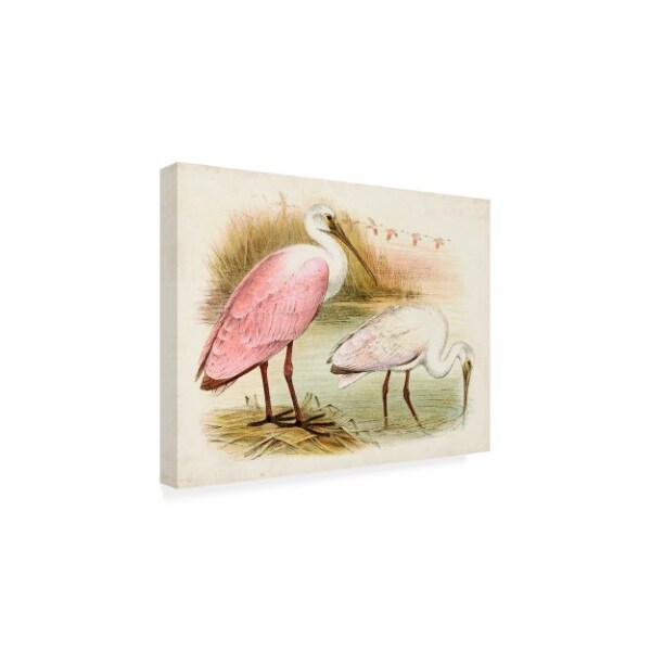 Trademark Fine Art Unknown 'Roseate Spoonbills I' Canvas Art, 35x47 - WAG16469-C3547GG