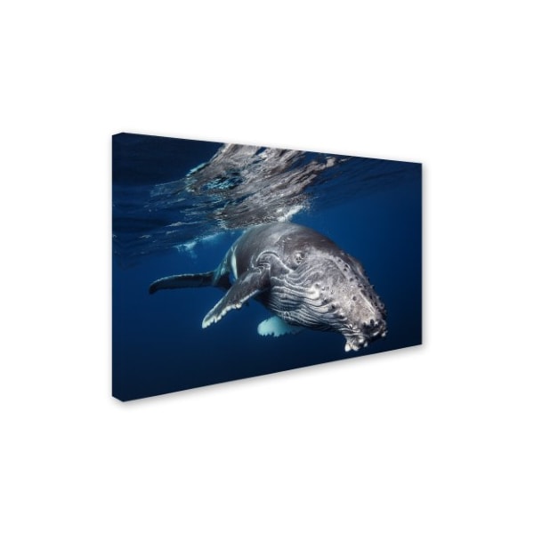 Trademark Fine Art Barathieu Gabriel 'Humpback Whale' Canvas Art, 30x47 - 1X03106-C3047GG