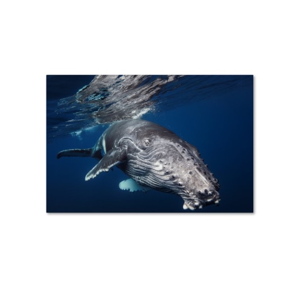 Trademark Fine Art Barathieu Gabriel 'Humpback Whale' Canvas Art, 30x47 - 1X03106-C3047GG