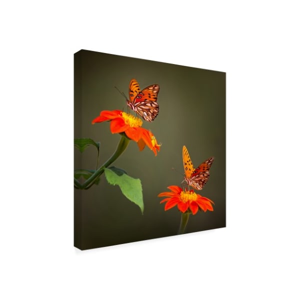 Trademark Fine Art Phburchett 'Butterfly Portrait Vi' Canvas Art, 35x35 - WAG13598-C3535GG
