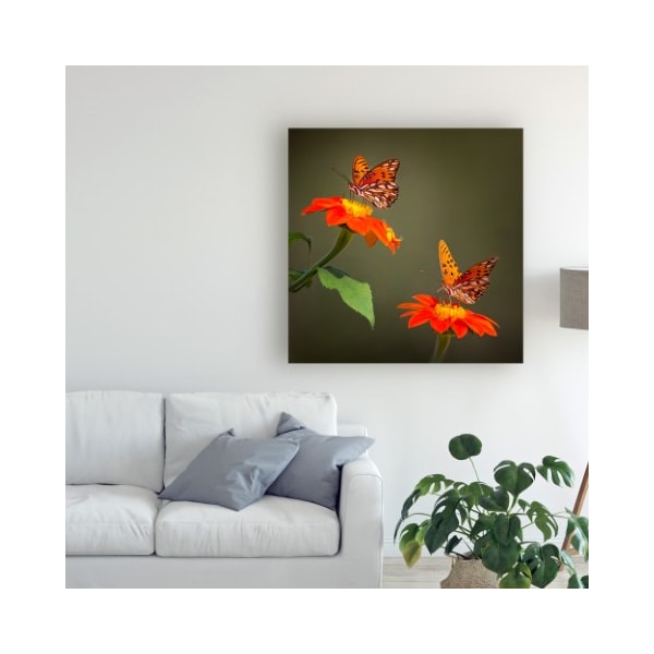 Trademark Fine Art Phburchett 'Butterfly Portrait Vi' Canvas Art, 35x35 - WAG13598-C3535GG