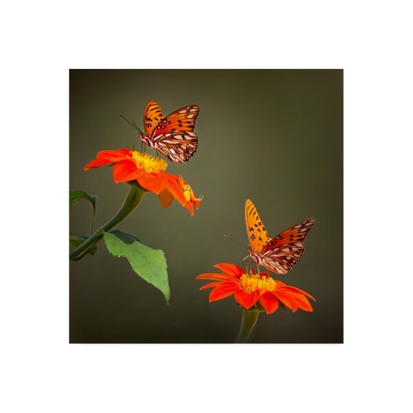 Trademark Fine Art Phburchett 'Butterfly Portrait Vi' Canvas Art, 35x35 - WAG13598-C3535GG