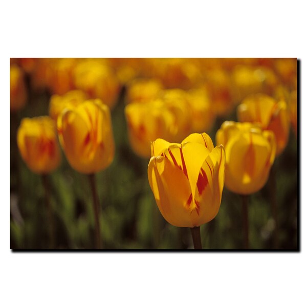Trademark Fine Art Tulips on Fire by Kurt Shaffer-Gallery Wrapped 18x24 Canvas, 18x24 - KS20-C1824GG
