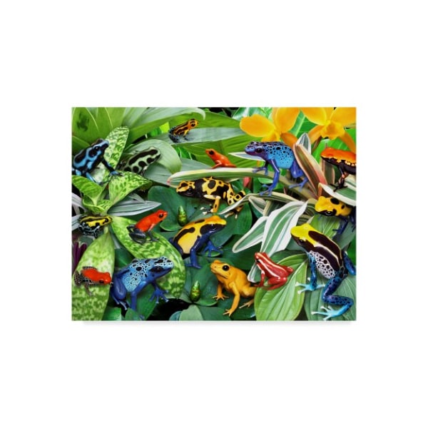 Trademark Fine Art Howard Robinson 'Dart Frogs' Canvas Art, 18x24 - ALI23929-C1824GG