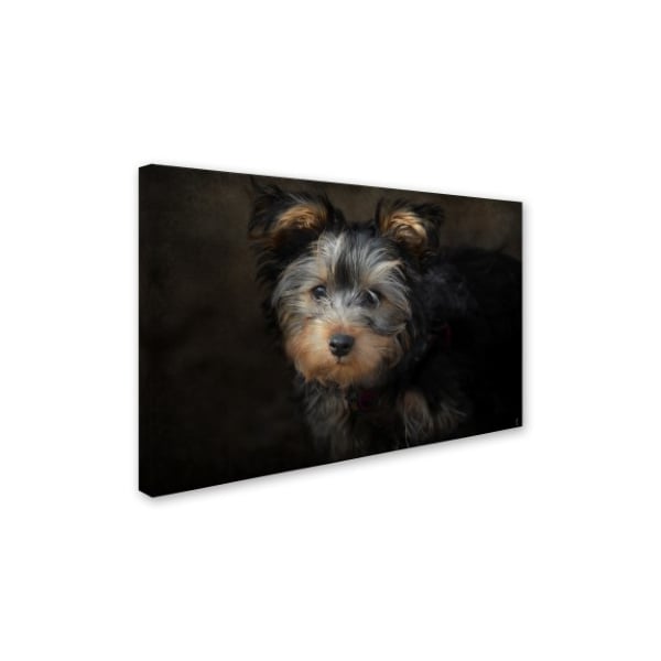 Trademark Fine Art Jai Johnson 'Yorkie Puppy' Canvas Art, 30x47 - ALI14021-C3047GG