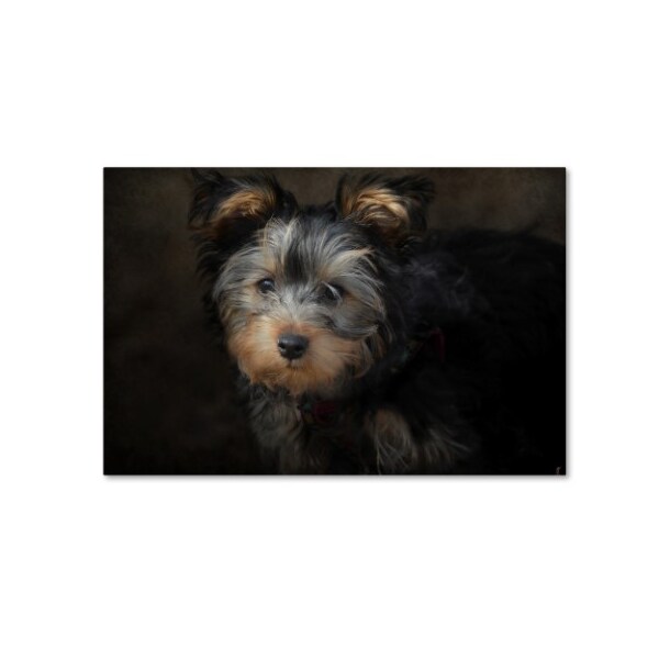 Trademark Fine Art Jai Johnson 'Yorkie Puppy' Canvas Art, 30x47 - ALI14021-C3047GG