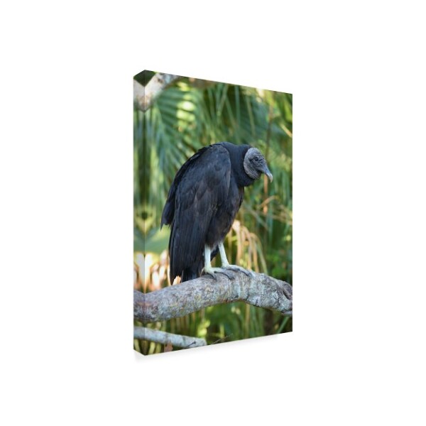 Trademark Fine Art Robert Michaud 'Black Vulture' Canvas Art, 12x19 - ALI23563-C1219GG