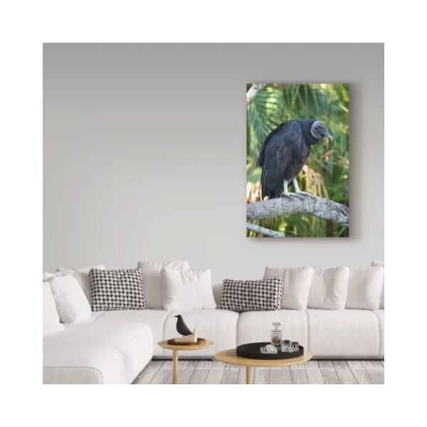 Trademark Fine Art Robert Michaud 'Black Vulture' Canvas Art, 12x19 - ALI23563-C1219GG