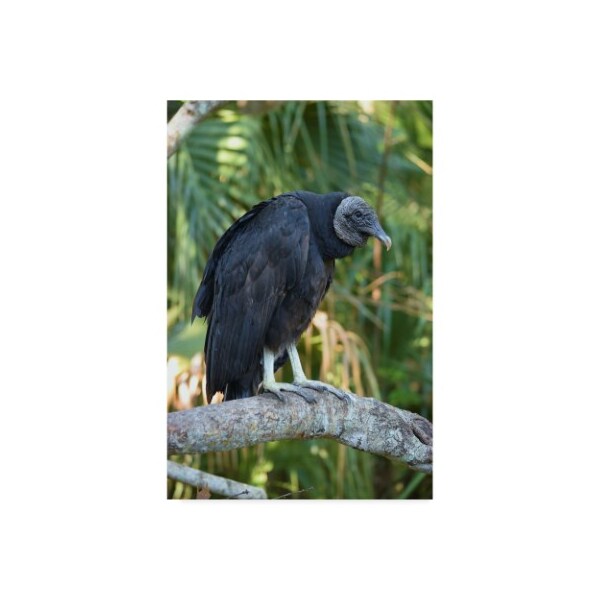 Trademark Fine Art Robert Michaud 'Black Vulture' Canvas Art, 12x19 - ALI23563-C1219GG