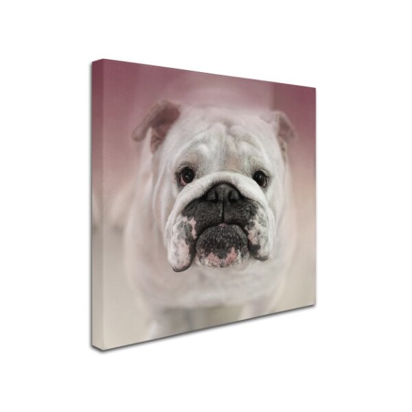 Trademark Fine Art Jai Johnson 'Got Treat Bulldog Puppy' Canvas Art, 14x14 - ALI14421-C1414GG