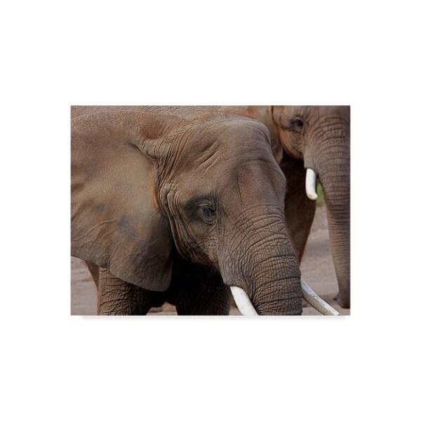 Trademark Fine Art Galloimages Online 'Elephants 2' Canvas Art, 35x47 - ALI34951-C3547GG