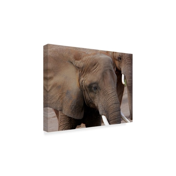 Trademark Fine Art Galloimages Online 'Elephants 2' Canvas Art, 35x47 - ALI34951-C3547GG