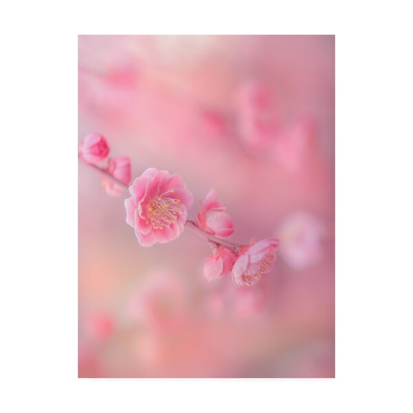 Trademark Fine Art Miyako Koumura 'Gentle Cherry Blossom' Canvas Art, 35x47 - 1X09184-C3547GG