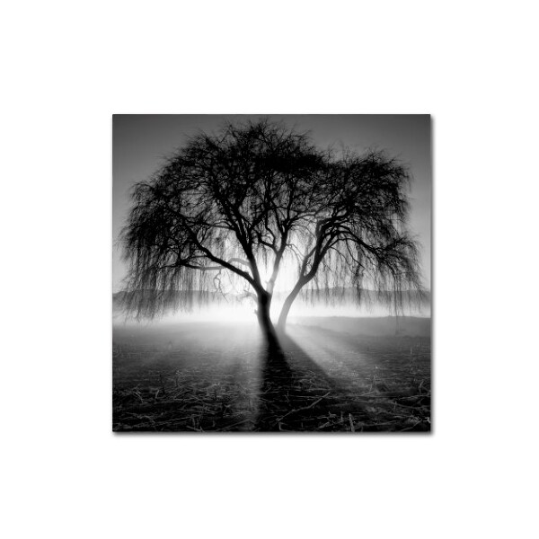 Trademark Fine Art Moises Levy 'Lightning Tree I' Canvas Art, 24x24 - ALI1069-C2424GG
