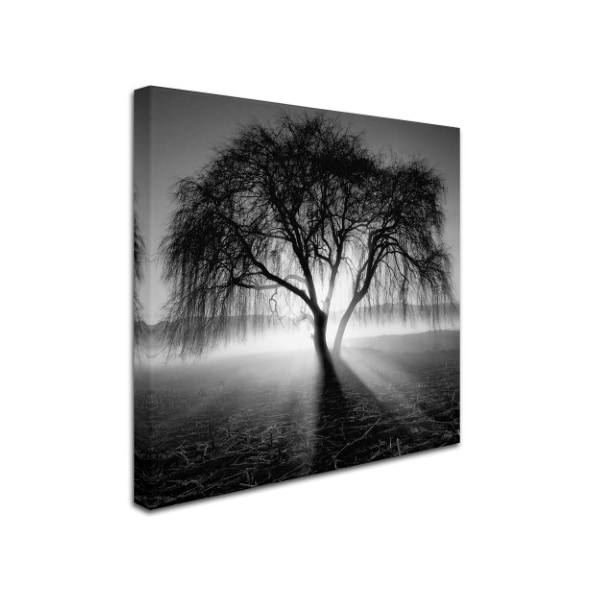Trademark Fine Art Moises Levy 'Lightning Tree I' Canvas Art, 24x24 - ALI1069-C2424GG