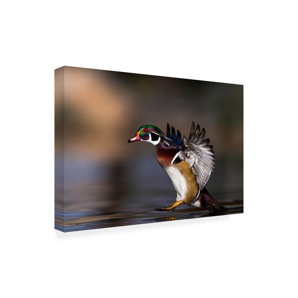 Trademark Fine Art Verdon 'Soft Landing Duck' Canvas Art, 30x47 - 1X08998-C3047GG