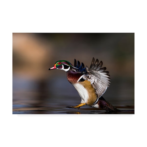 Trademark Fine Art Verdon 'Soft Landing Duck' Canvas Art, 30x47 - 1X08998-C3047GG