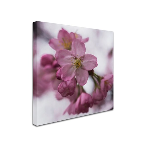 Trademark Fine Art Kurt Shaffer 'Cherry Pink' Canvas Art, 35x35 - KS01105-C3535GG