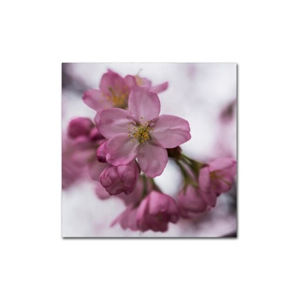 Trademark Fine Art Kurt Shaffer 'Cherry Pink' Canvas Art, 35x35 - KS01105-C3535GG