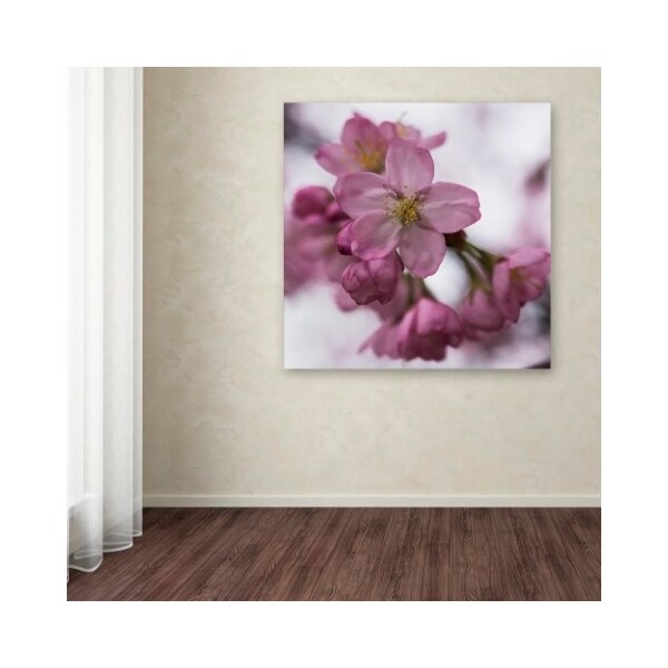Trademark Fine Art Kurt Shaffer 'Cherry Pink' Canvas Art, 35x35 - KS01105-C3535GG