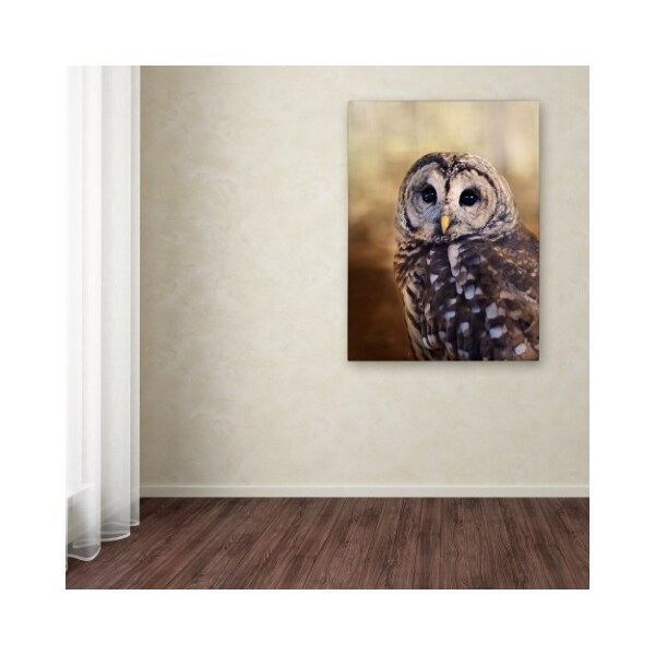 Trademark Fine Art Jai Johnson 'The Wise Owl' Canvas Art, 24x32 - ALI14111-C2432GG