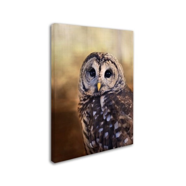 Trademark Fine Art Jai Johnson 'The Wise Owl' Canvas Art, 24x32 - ALI14111-C2432GG