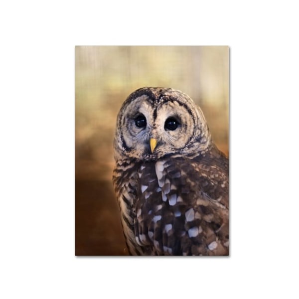 Trademark Fine Art Jai Johnson 'The Wise Owl' Canvas Art, 24x32 - ALI14111-C2432GG