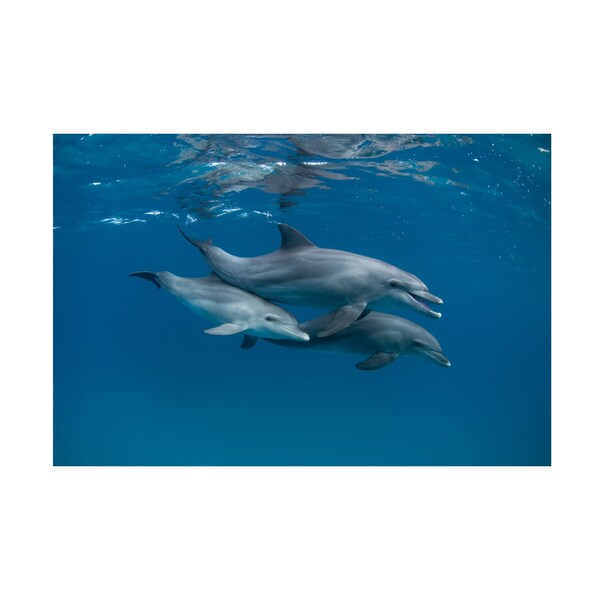 Trademark Fine Art Romano Molinari 'Dolphins' Canvas Art, 16x24 - 1X13887-C1624GG