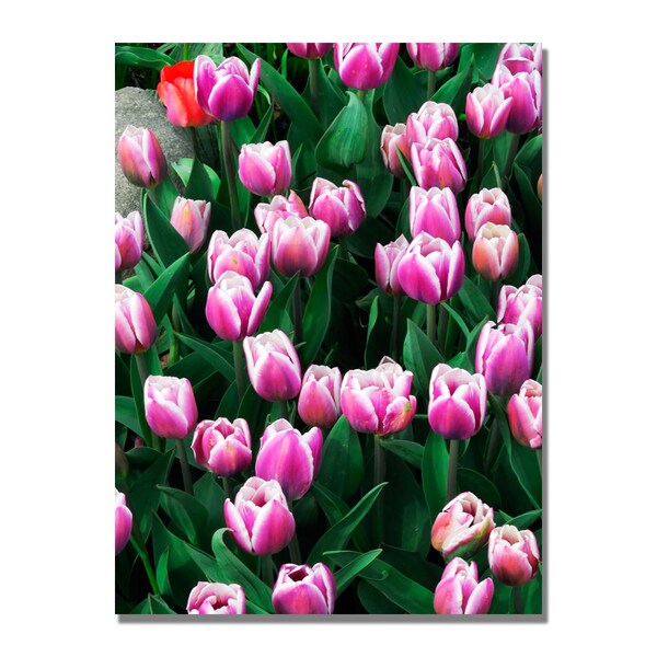 Trademark Fine Art Kurt Shaffer 'Purple White Tulips and One Red' Canvas Art, 18x24 - KS452-C1824GG