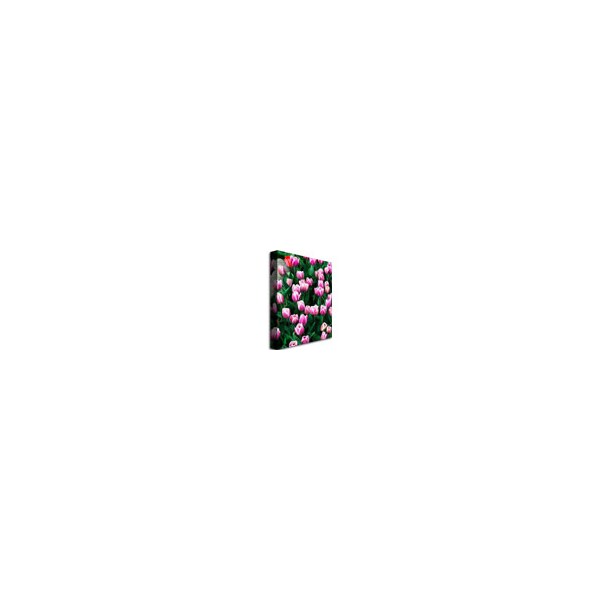 Trademark Fine Art Kurt Shaffer 'Purple White Tulips and One Red' Canvas Art, 18x24 - KS452-C1824GG