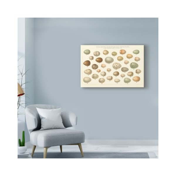 Trademark Fine Art Wild Apple Portfolio 'Song Bird Egg Chart V2' Canvas Art, 16x24 - WAP07999-C1624GG