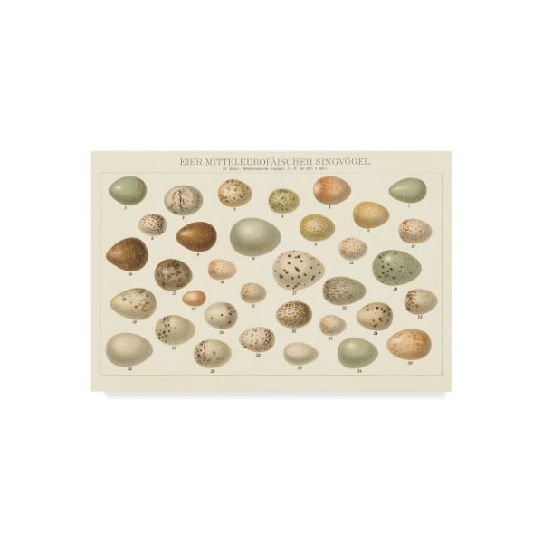 Trademark Fine Art Wild Apple Portfolio 'Song Bird Egg Chart V2' Canvas Art, 16x24 - WAP07999-C1624GG