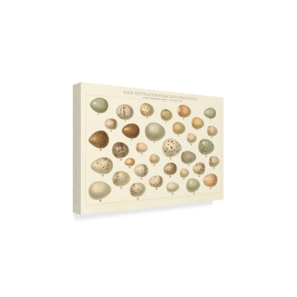 Trademark Fine Art Wild Apple Portfolio 'Song Bird Egg Chart V2' Canvas Art, 16x24 - WAP07999-C1624GG