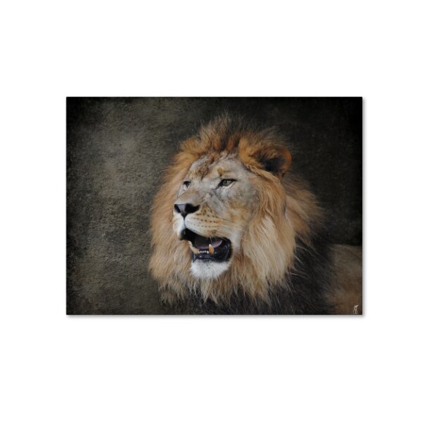 Trademark Fine Art Jai Johnson 'Male Lion Portrait 2' Canvas Art, 18x24 - ALI13892-C1824GG
