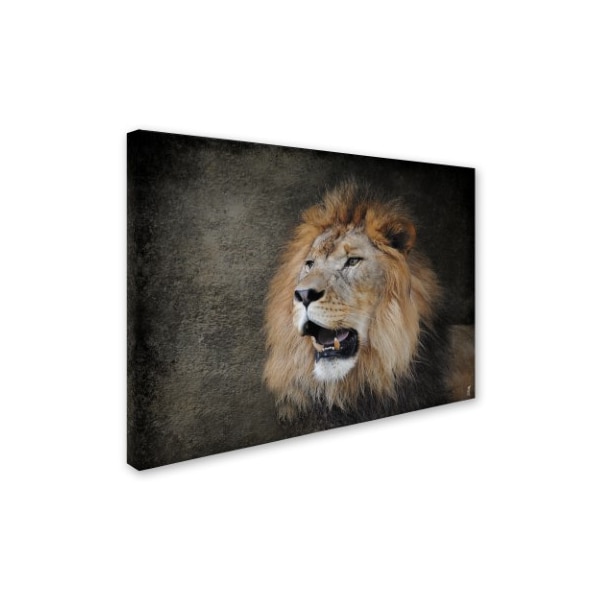 Trademark Fine Art Jai Johnson 'Male Lion Portrait 2' Canvas Art, 18x24 - ALI13892-C1824GG