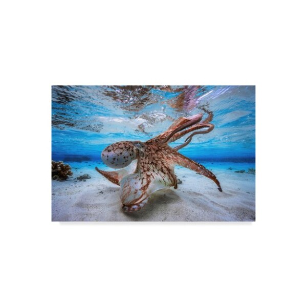 Trademark Fine Art Barathieu Gabriel 'Dancing Octopus' Canvas Art, 22x32 - 1X07855-C2232GG