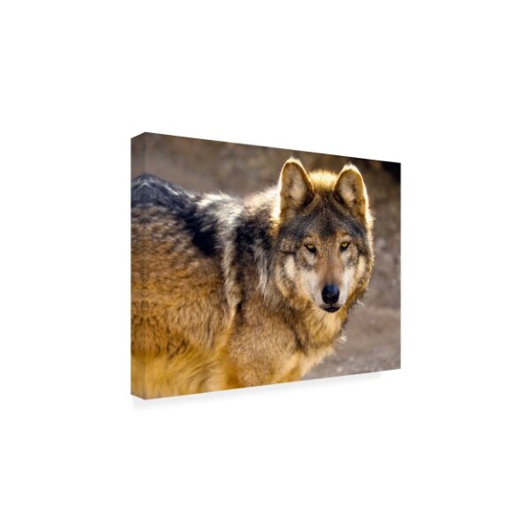Trademark Fine Art Mitch Catanzaro 'Lobo Wolf' Canvas Art, 35x47 - MZ00445-C3547GG