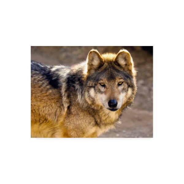 Trademark Fine Art Mitch Catanzaro 'Lobo Wolf' Canvas Art, 35x47 - MZ00445-C3547GG
