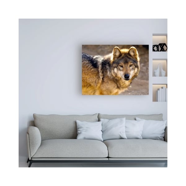 Trademark Fine Art Mitch Catanzaro 'Lobo Wolf' Canvas Art, 35x47 - MZ00445-C3547GG